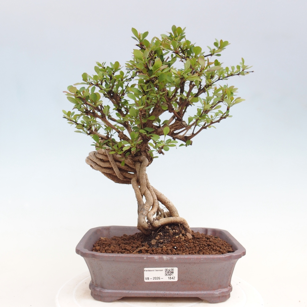 Bonsai zewnętrzne - Berberis coreana