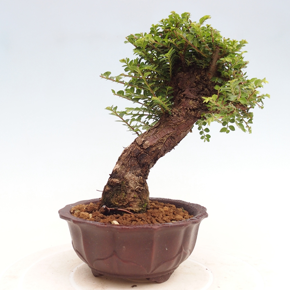 Bonsai zewnętrzne - Ulmus parvifolia Hokkaido - wiąz chiński