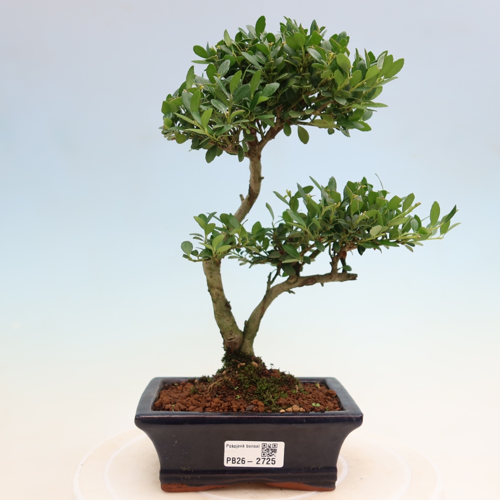 Pokój bonsai - Ilex crenata - Ostrokrzew