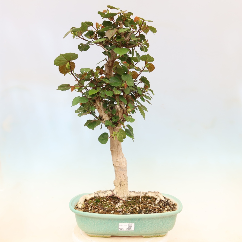 Bonsai domowe - Hibiscus tiliaceus - Hibiskus morski