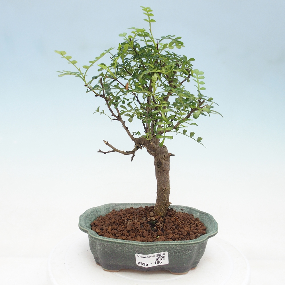 Pokój bonsai - Zantoxylum piperitum - drzewo pieprzowe