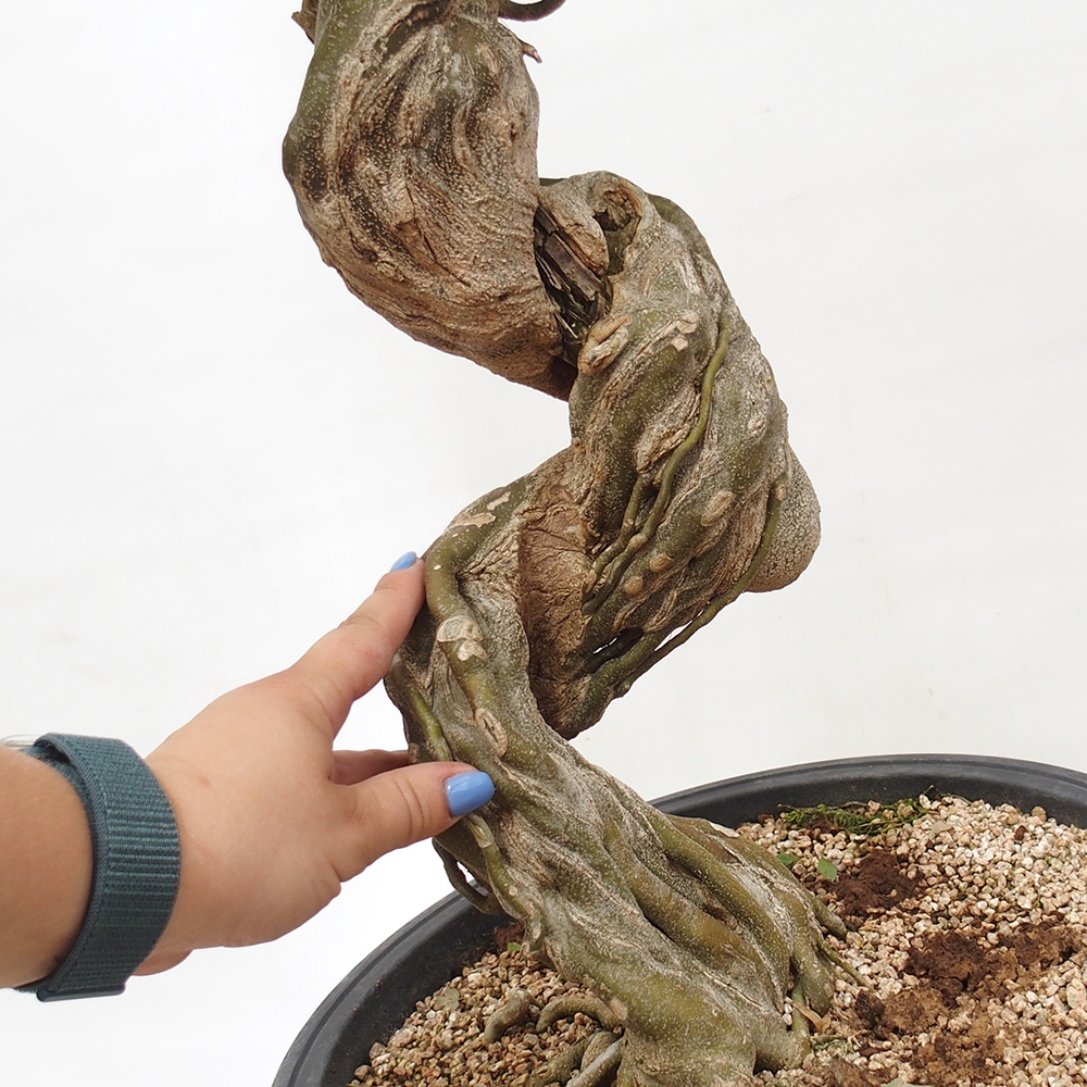 Outdoor bonsai - Maple Buergerianum - Burger Maple