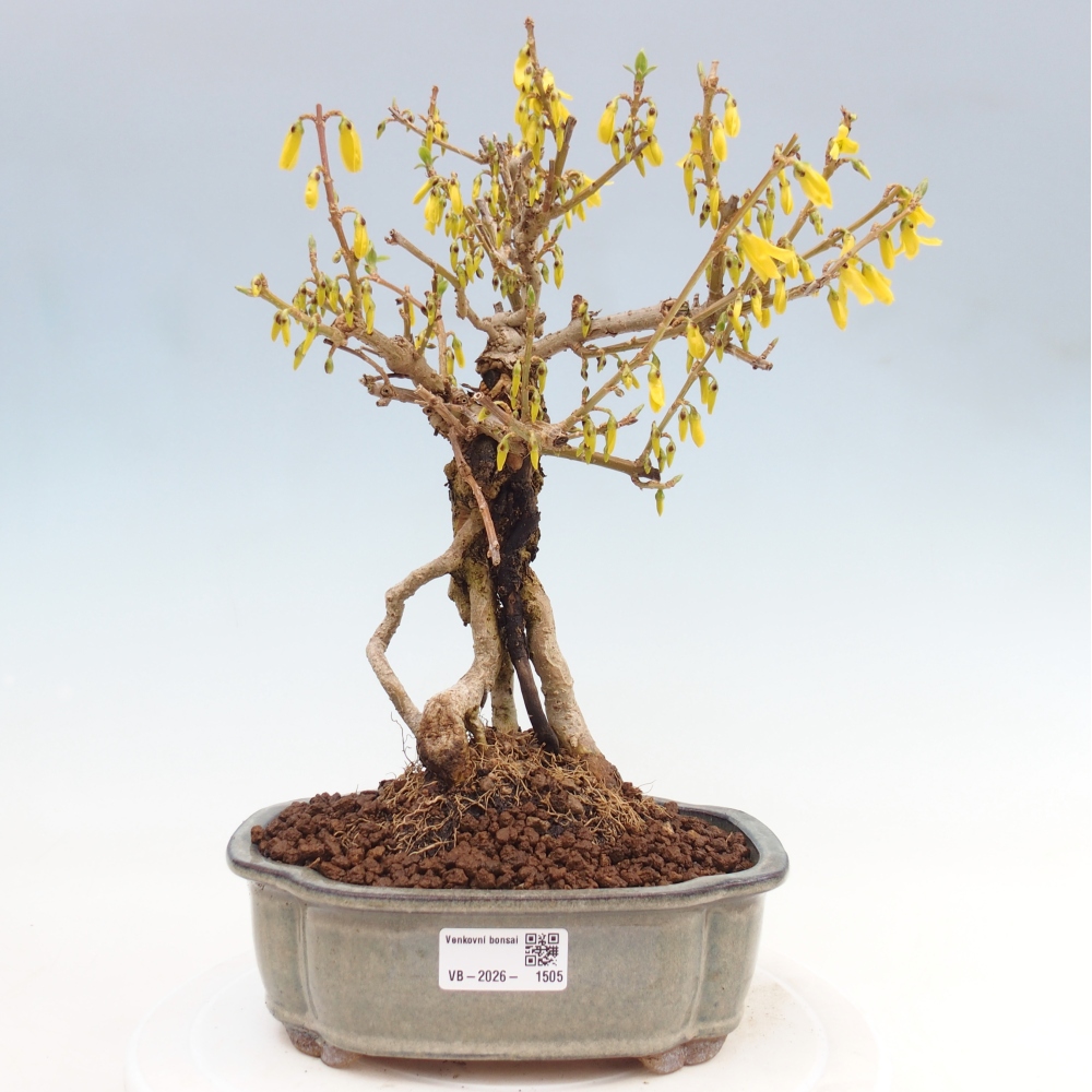 Outdoor bonsai - Zlatice - Forsycja koreańska