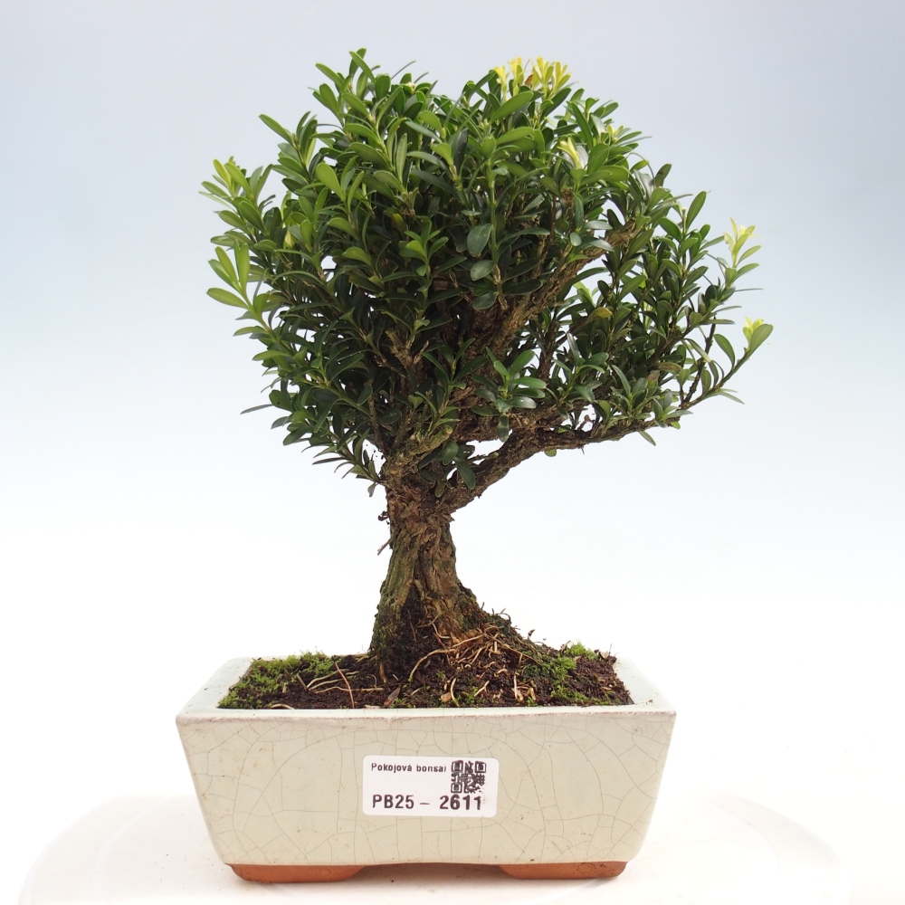 Pokój Bonsai - Buxus harlandii - Bukszpan korkowy