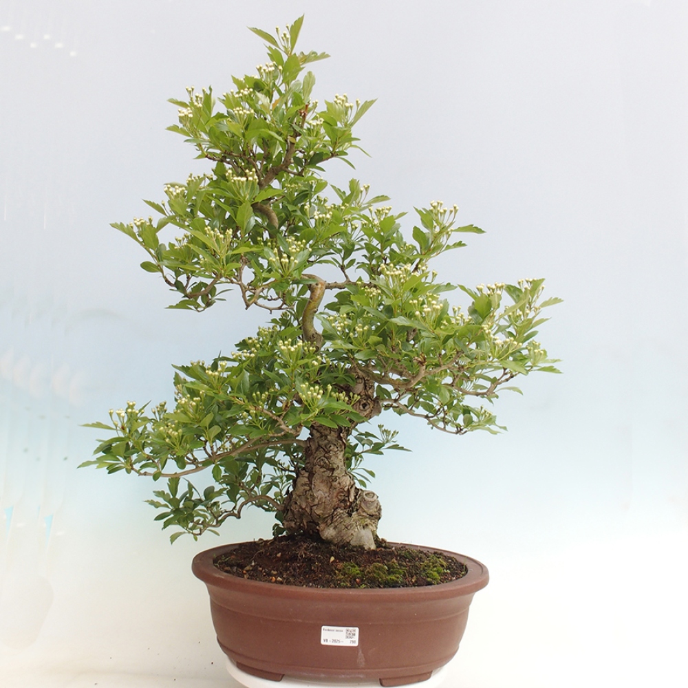 Outdoor bonsai - głóg - Crataegus cuneata