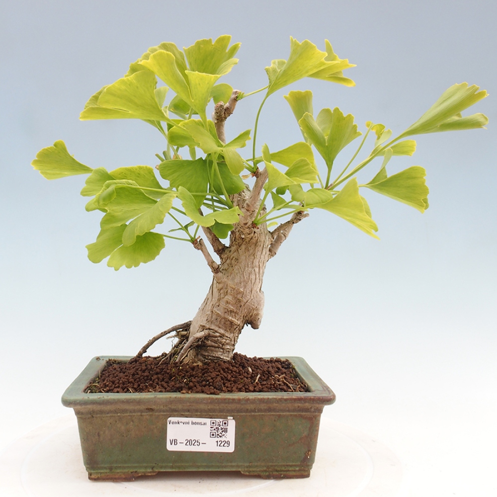 Outdoor bonsai - Ginkgo biloba - Ginkgo biloba