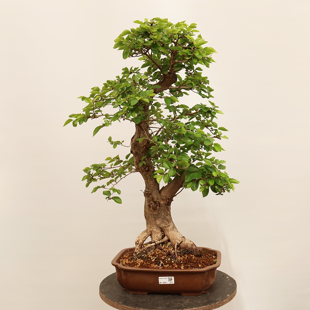 Bonsai plenerowe - Carpinus Coreana - grab koreański