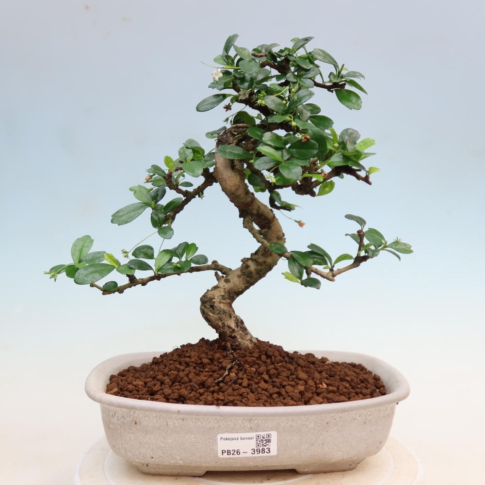 Bonsai pokojowe - Carmona macrophylla - Tea fuki