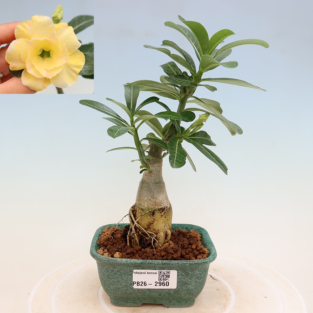 Bonsai pokojowe – Adenium obesum szczepione Alonza – Róża pustynna