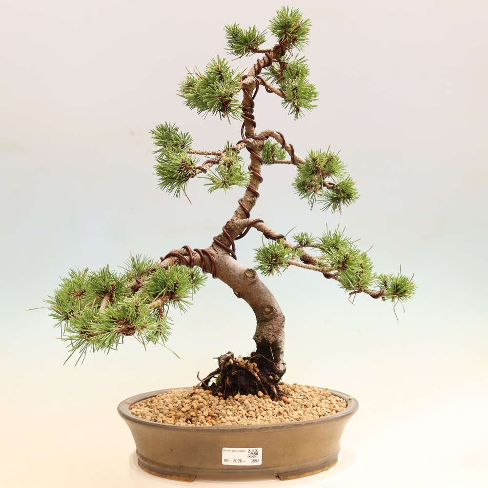 Bonsai ogrodowe – Pinus mugo Humpy – sosna karłowata