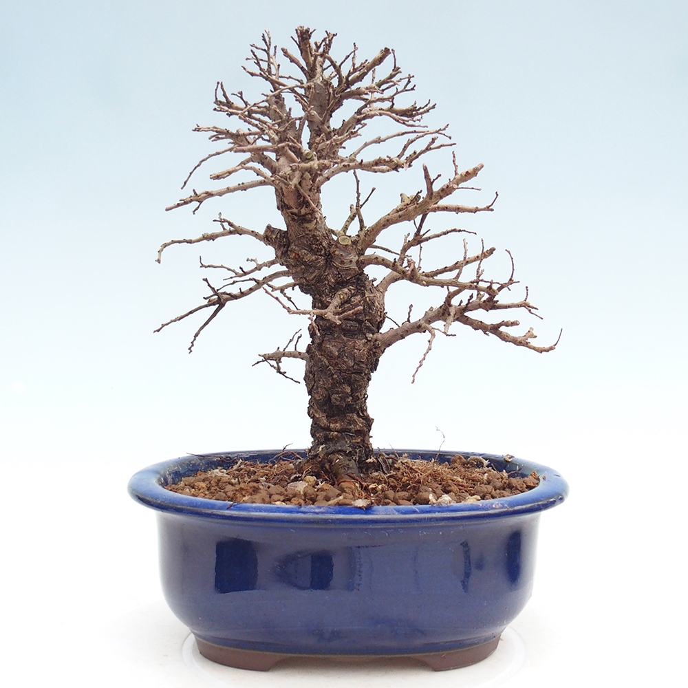 Bonsai zewnętrzne - Zelkova - Zelkova NIRE