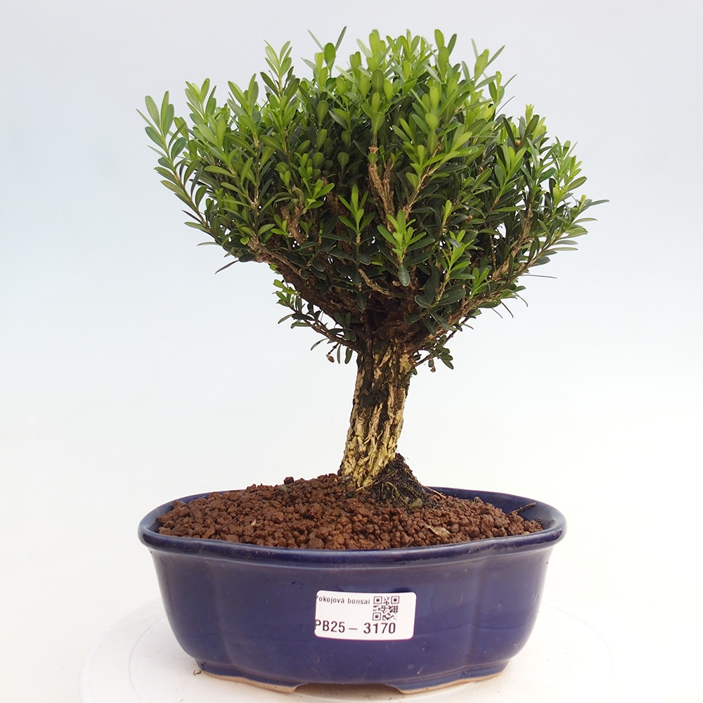 Kryty bonsai - Buxus harlandii - Bukszpan korkowy