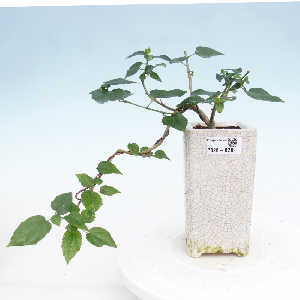 Bonsai domowe - Malvaviscus arboreus