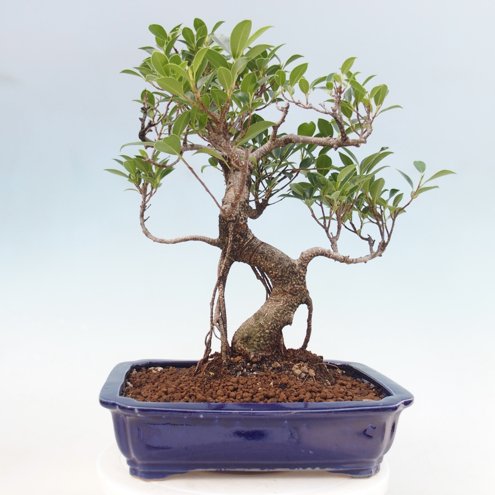 Pokój bonsai - Ficus kimmen - figowiec drobnolistny