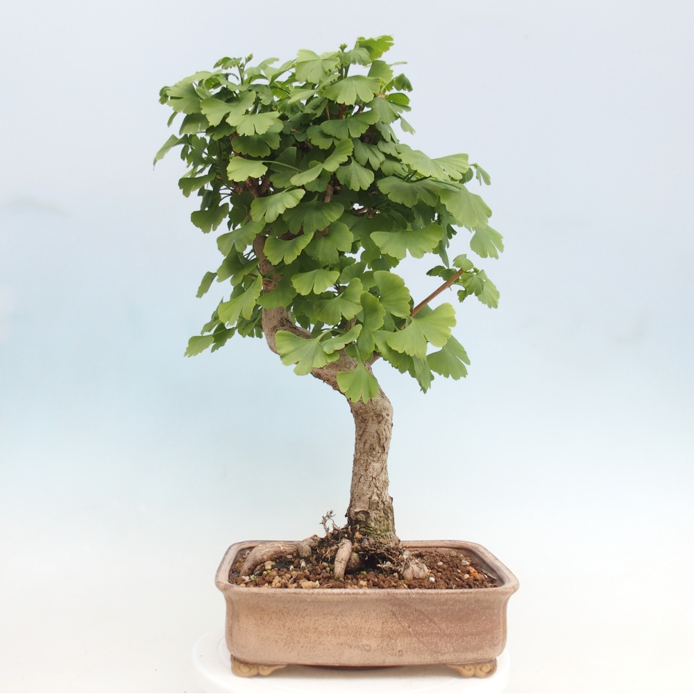 Outdoor bonsai - Ginkgo biloba - Miłorząb dwuklapowy
