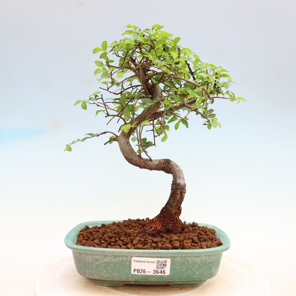 Pokój bonsai - Ulmus parvifolia - Wiąz drobnolistny