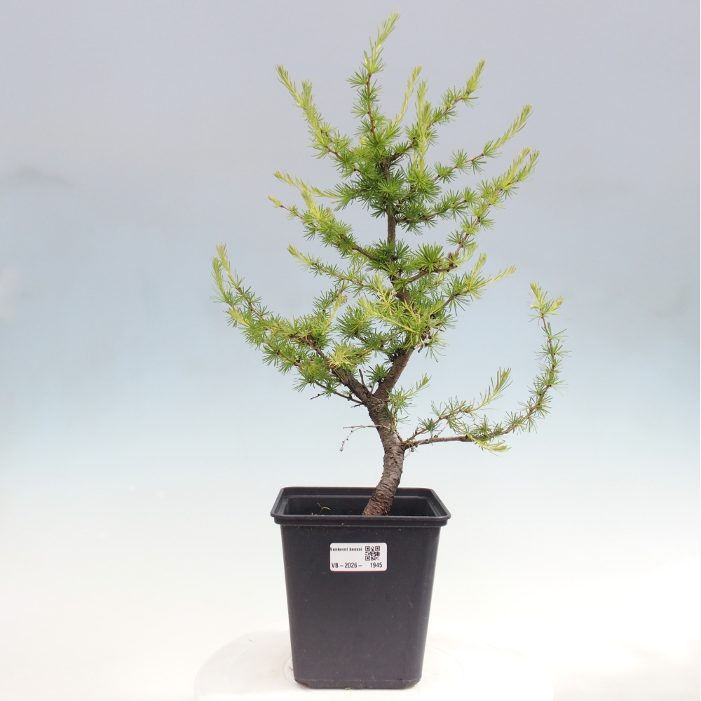 Bonsai zewnętrzne - Larix decidua - Modrzew