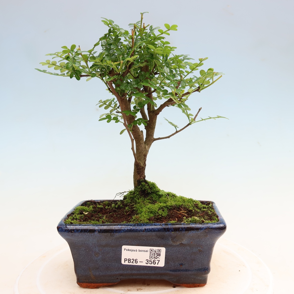 Pokój bonsai - Zantoxylum piperitum - drzewo pieprzowe