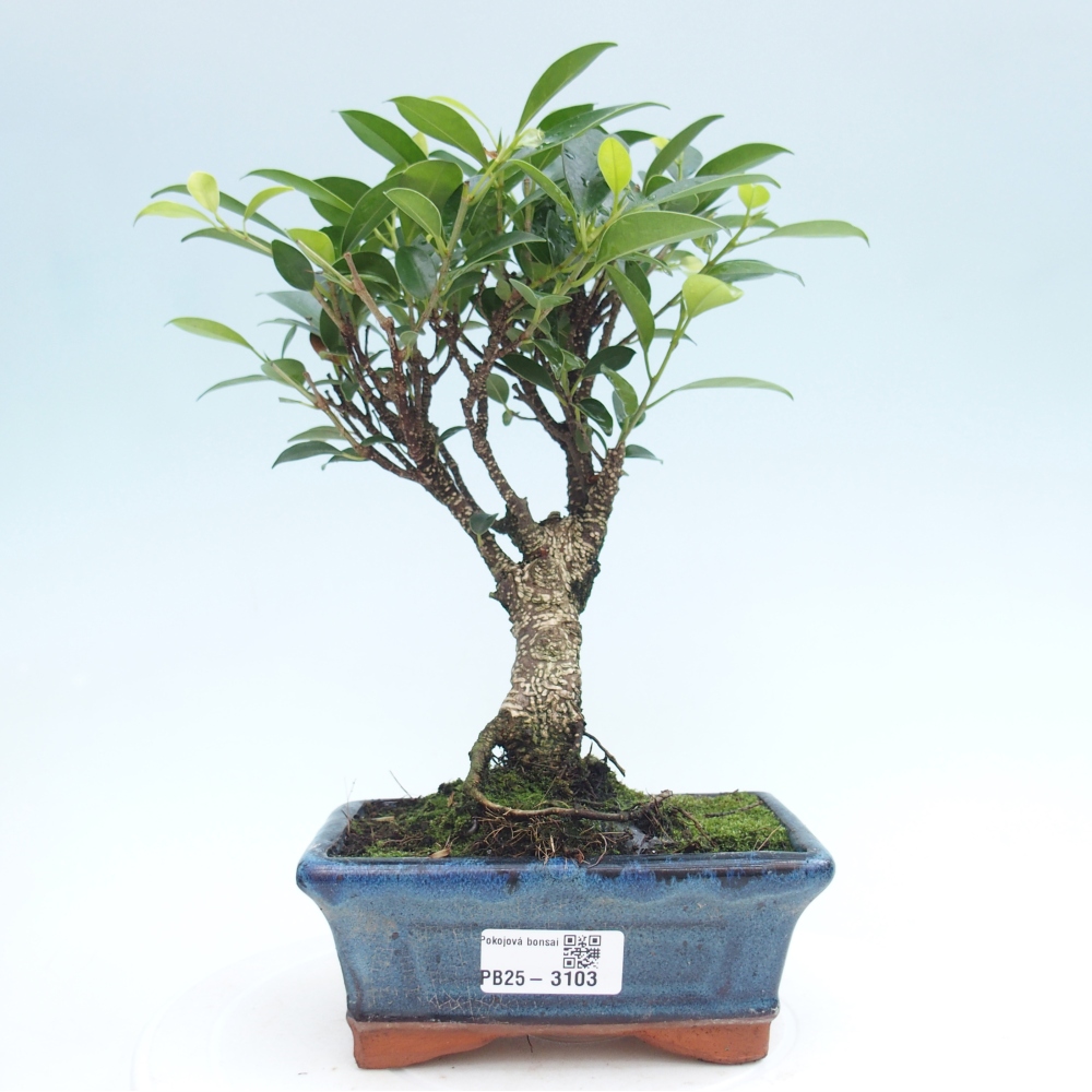 Bonsai wewnętrzne - Ficus retusa - figowiec drobnolistny