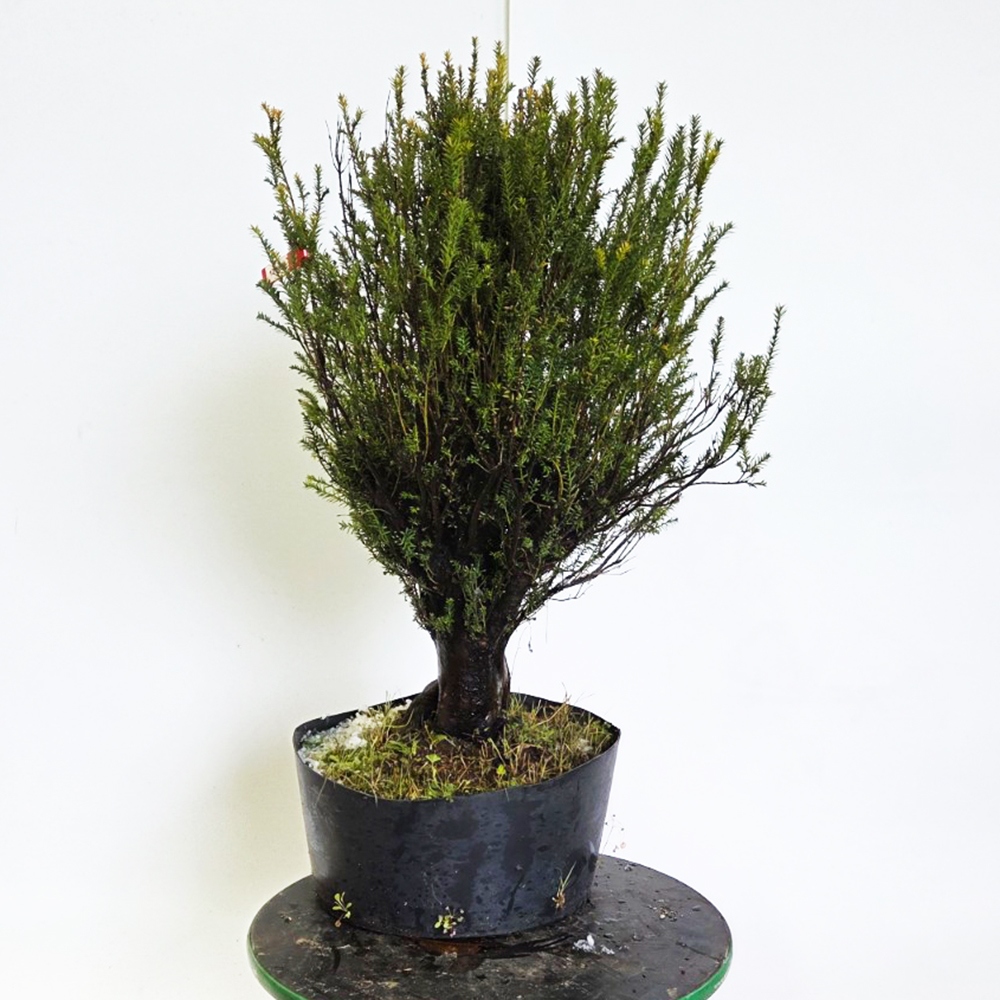 Outdoor bonsai cis japoński - Taxus cuspidata