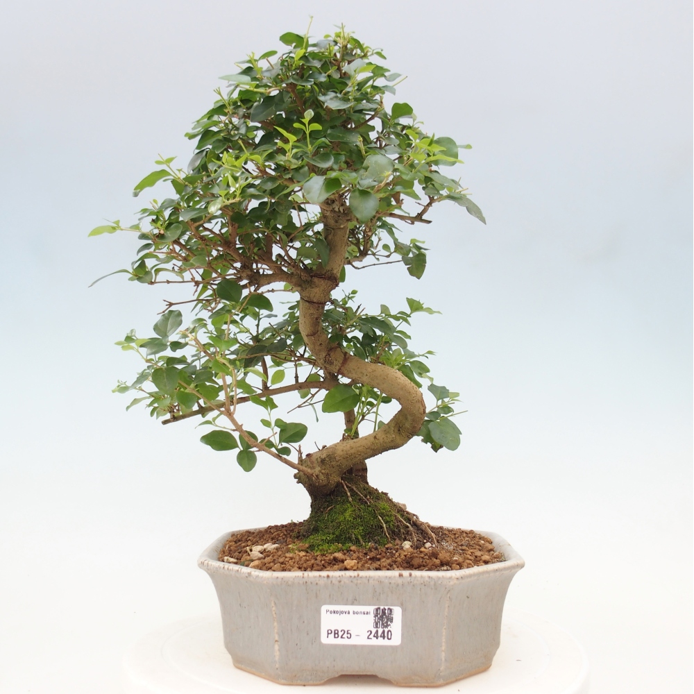 Indoor bonsai -Ligustrum chinensis - dziób ptaka