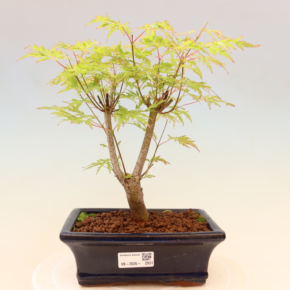 Bonsai ogrodowe – Acer palmatum Dissectum – klon palmowy 