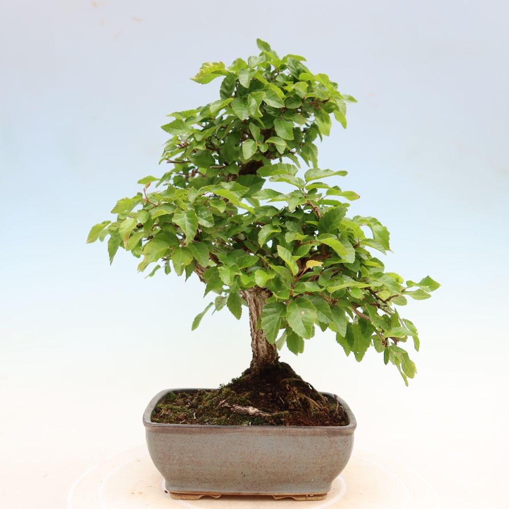 Outdoor bonsai - Carpinus coreana - grab koreański
