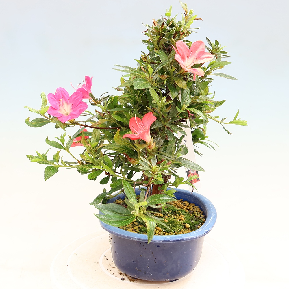 Bonsai zewnętrzne - Azalia japońska - Azalia Beniko
