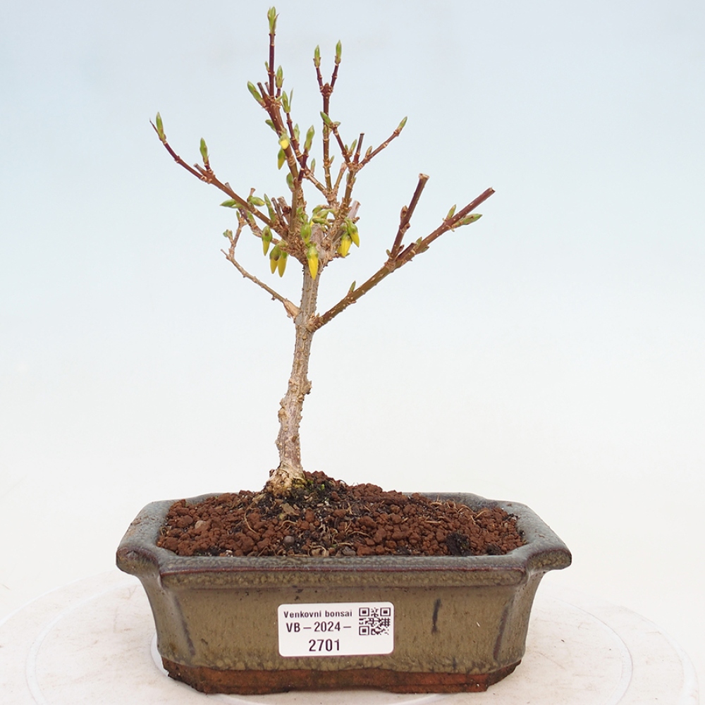 Bonsai plenerowe - Forsythia - Forsythia intermedia 