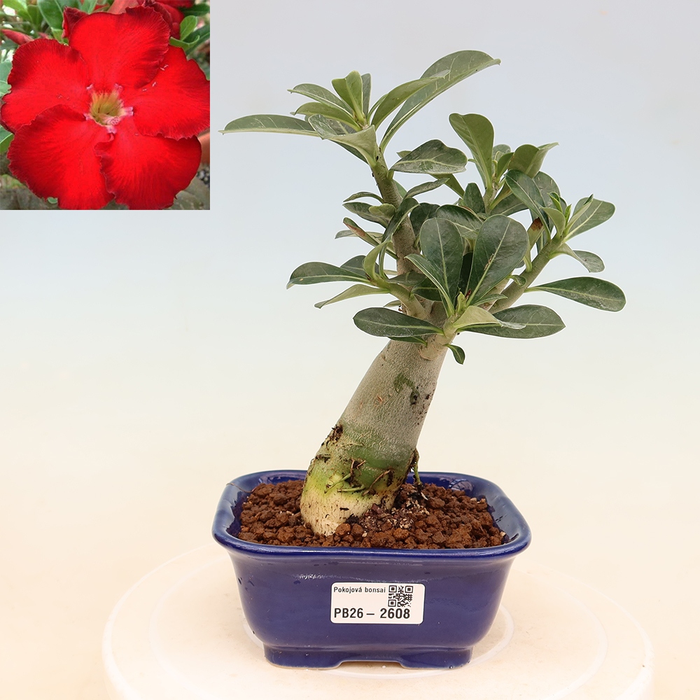 Bonsai pokojowe – Adenium obesum Red Star – Róża pustynna