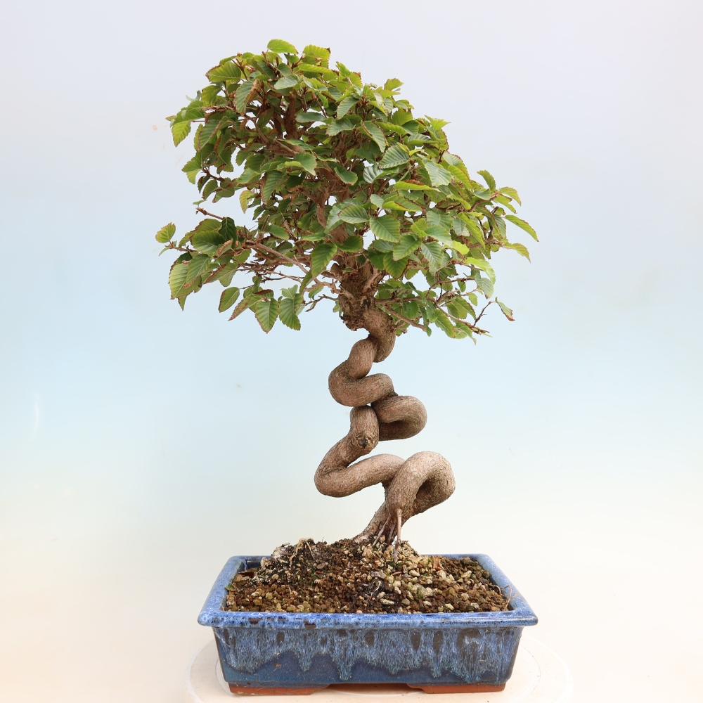 Outdoor bonsai - Carpinus CARPINOIDES - grab koreański