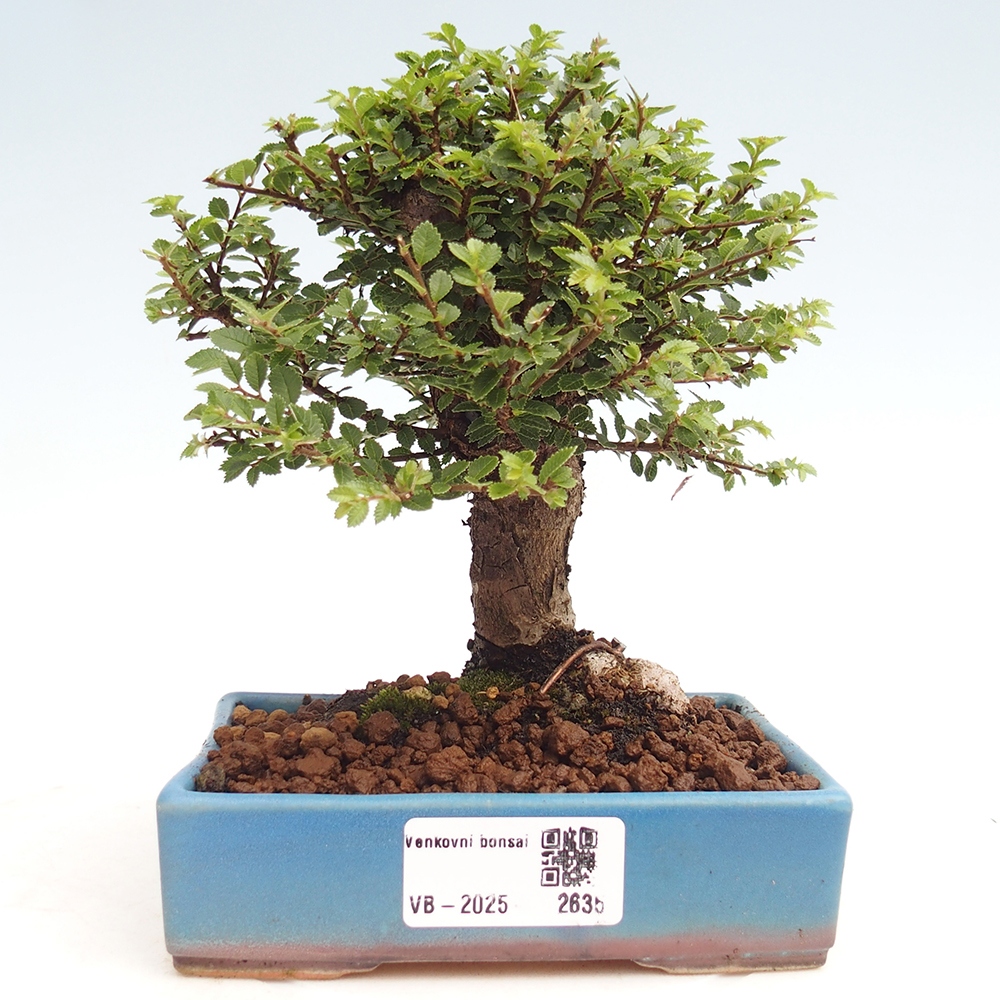 Bonsai zewnętrzne - Ulmus parvifolia Hokkaido - wiąz chiński
