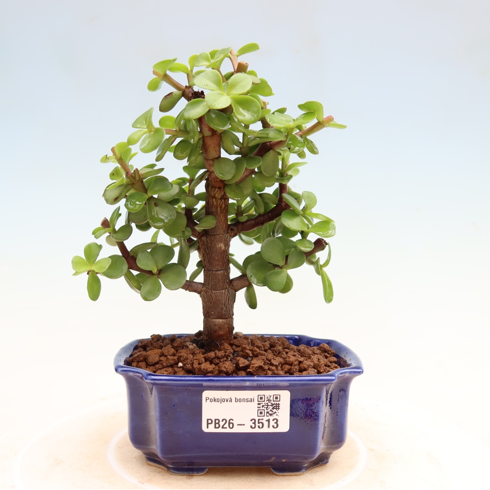 Pokój bonsai - Portulakaria Afra - Tlustice