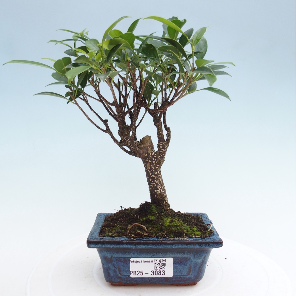 Pokojová bonsai - Ficus retusa - malolistý fíkus