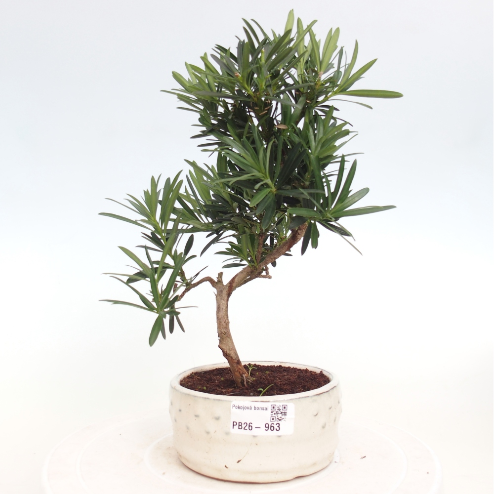 Pokój bonsai - Podocarpus - Kamienny cis