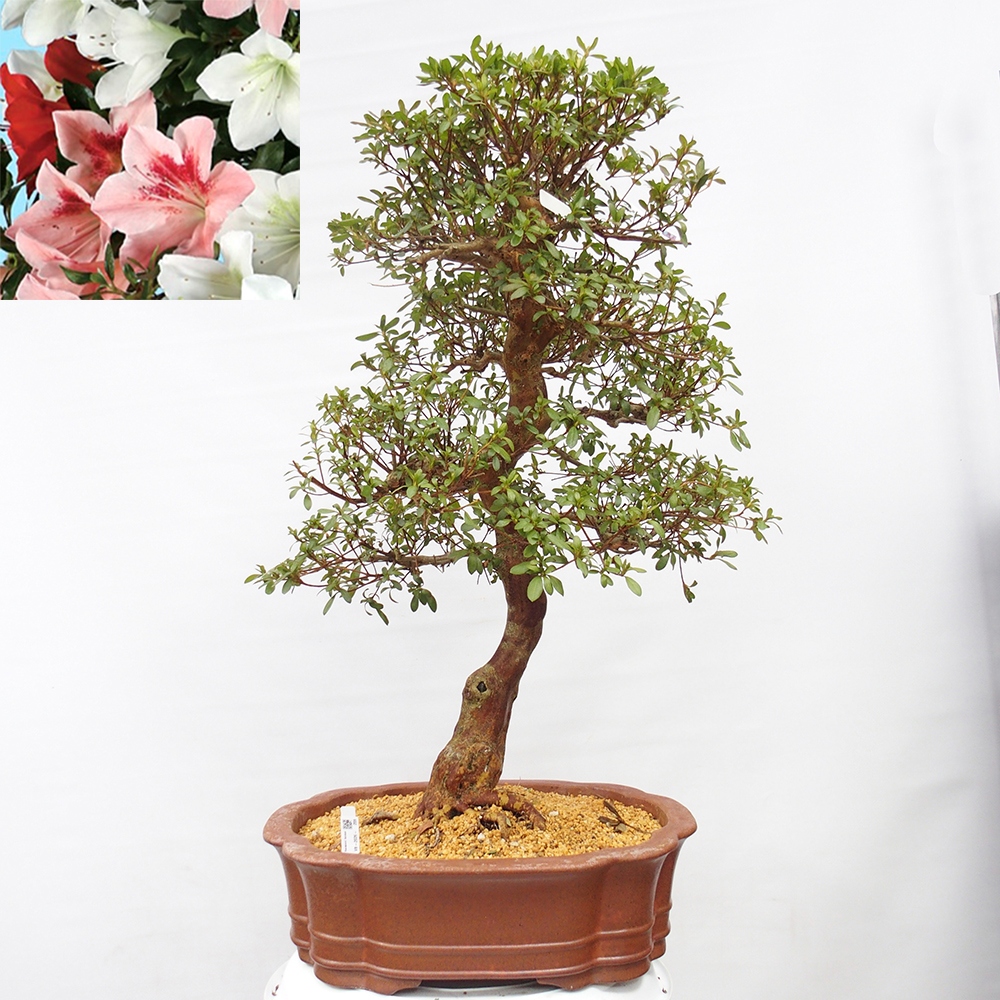 Bonsai zewnętrzne - Azalia japońska - Azalia Sayaka