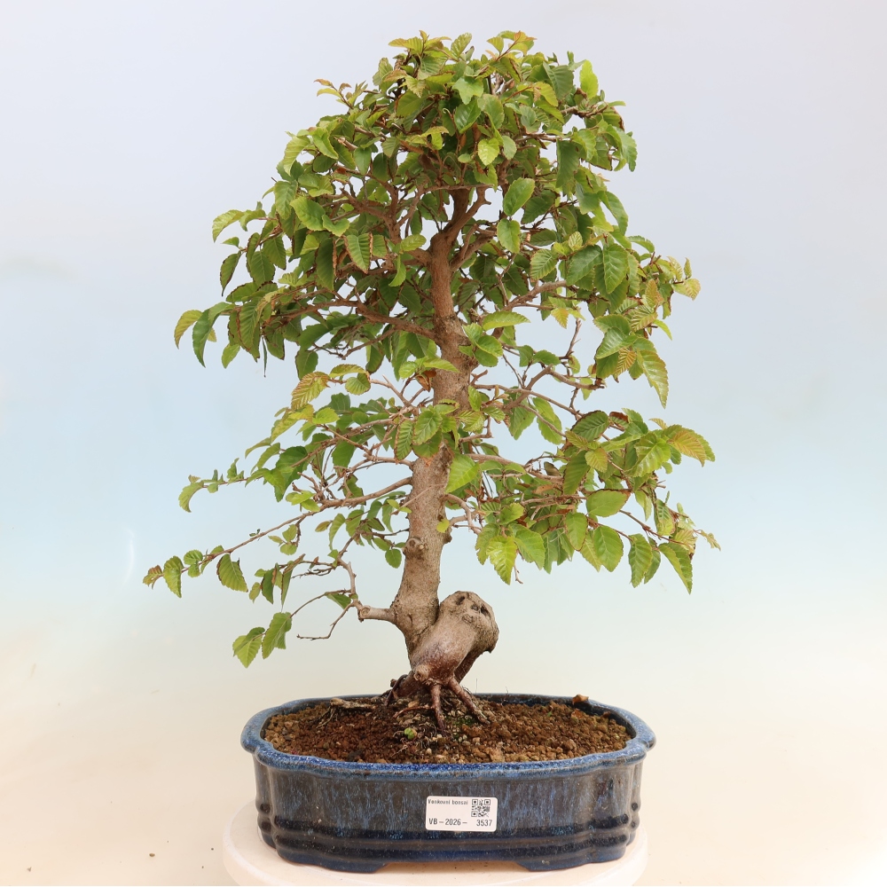Outdoor bonsai - Carpinus CARPINOIDES - grab koreański