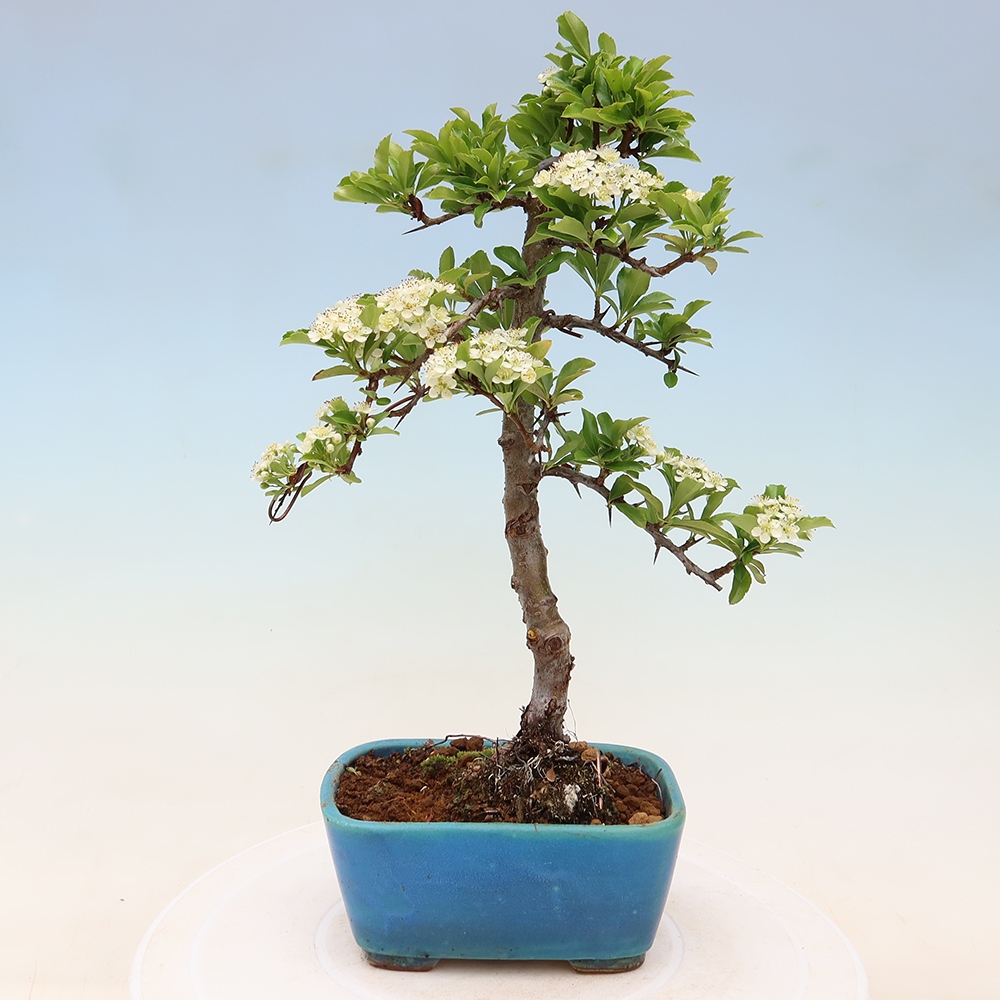 Bonsai ogrodowe – Pyracantha teton – ognik szkarłatny