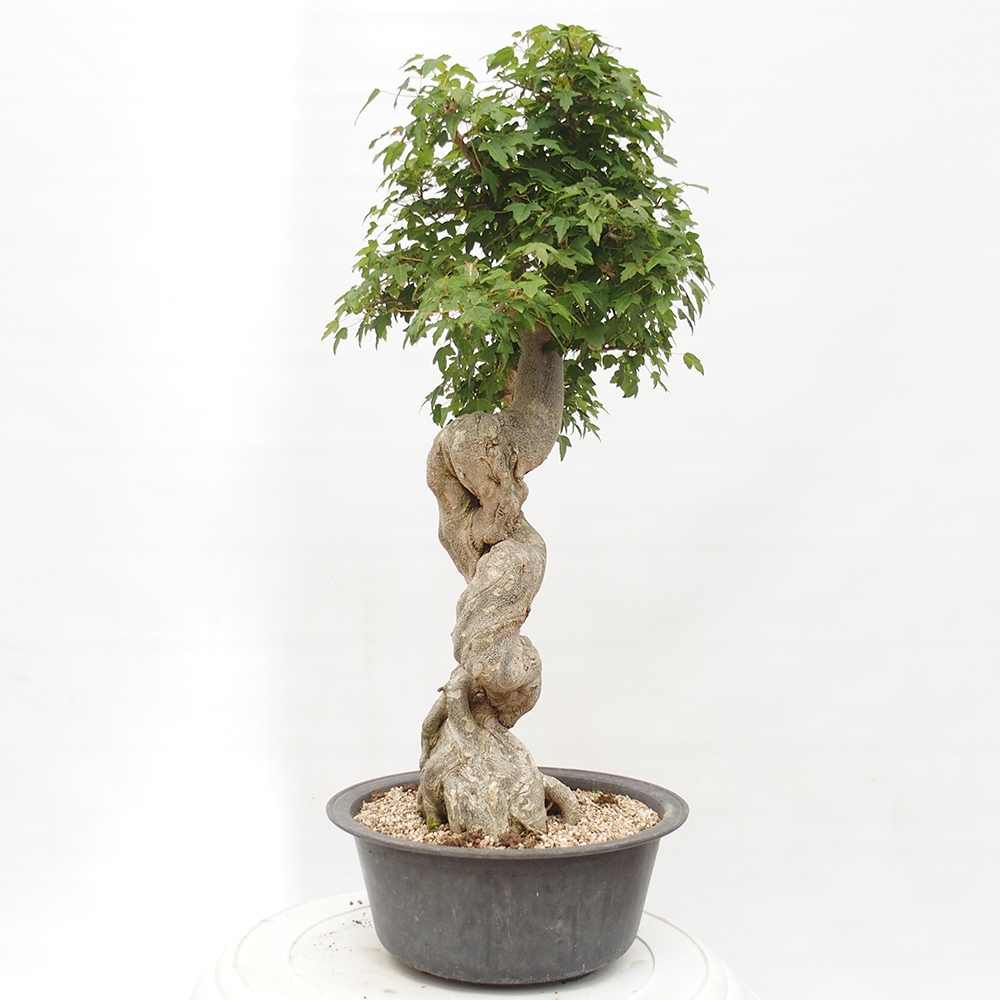 Outdoor bonsai - Maple Buergerianum - Burger Maple