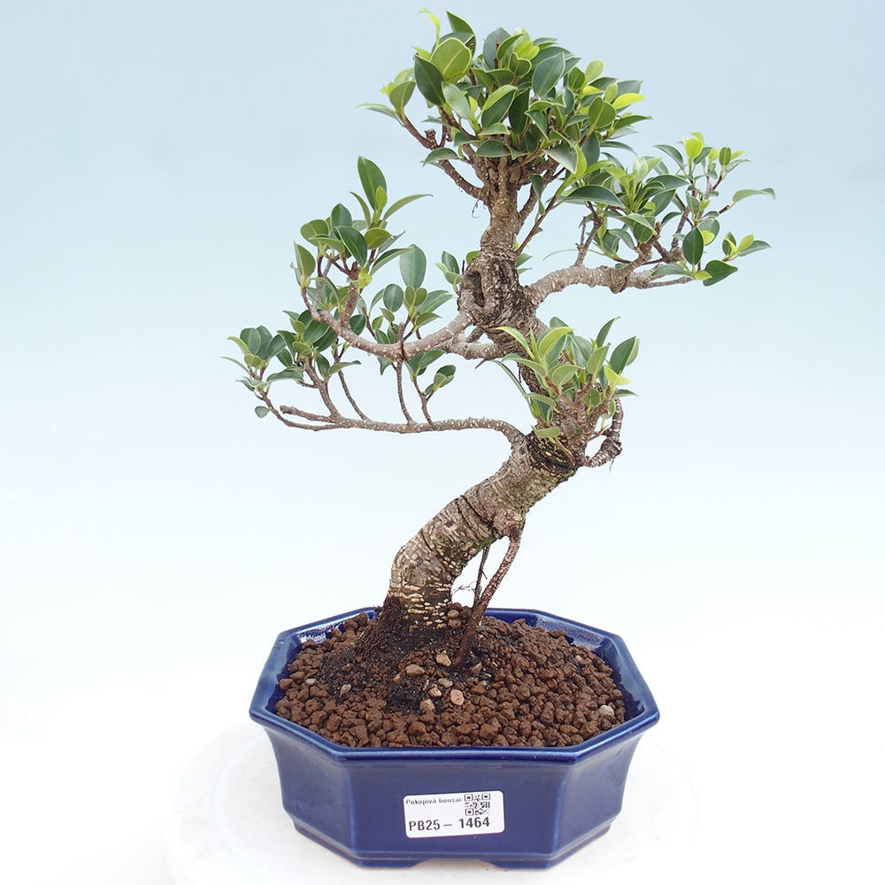 Kryty bonsai - Ficus retusa - figowiec drobnolistny