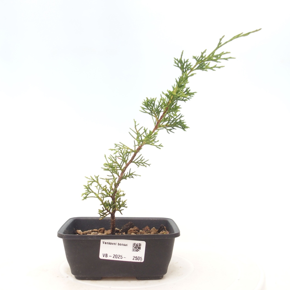 Outdoor bonsai - Juniperus chinensis Itoigawa - Jałowiec chiński