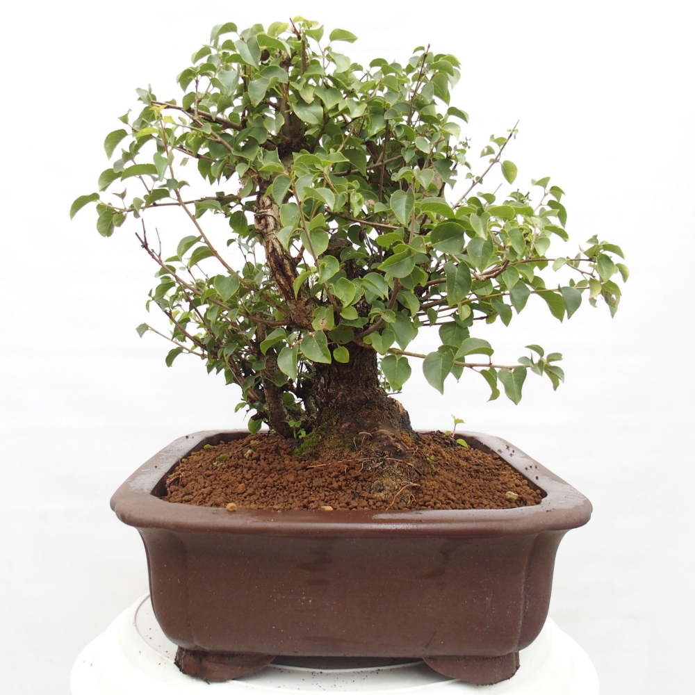 Bonsai na zewnątrz - Mahalebka - Prunus mahaleb