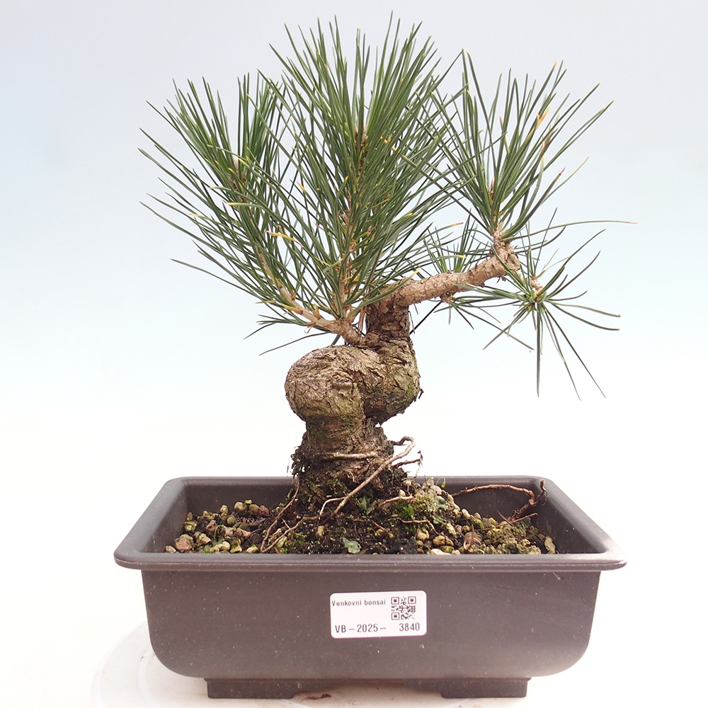 Outdoor bonsai - Pinus thunbergii - sosna Thunberga