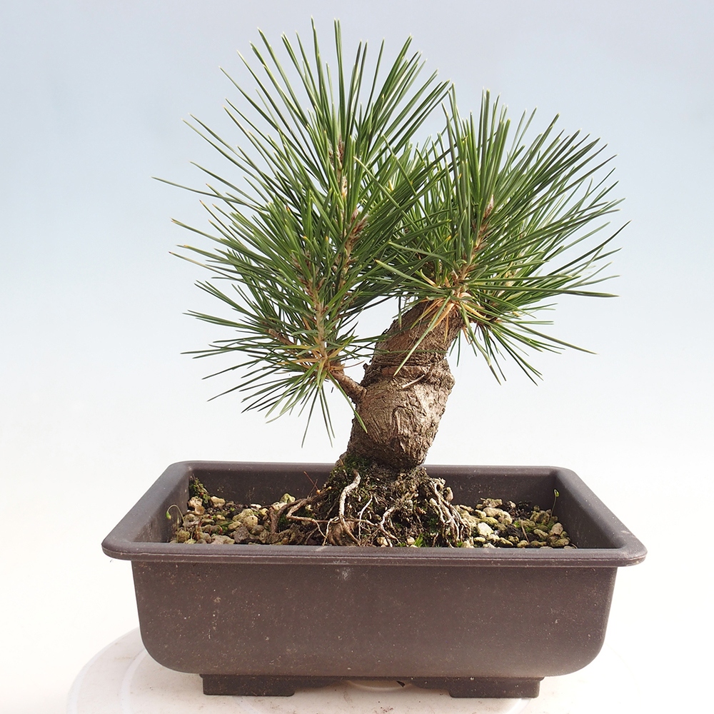 Outdoor bonsai - Pinus thunbergii - sosna Thunberga