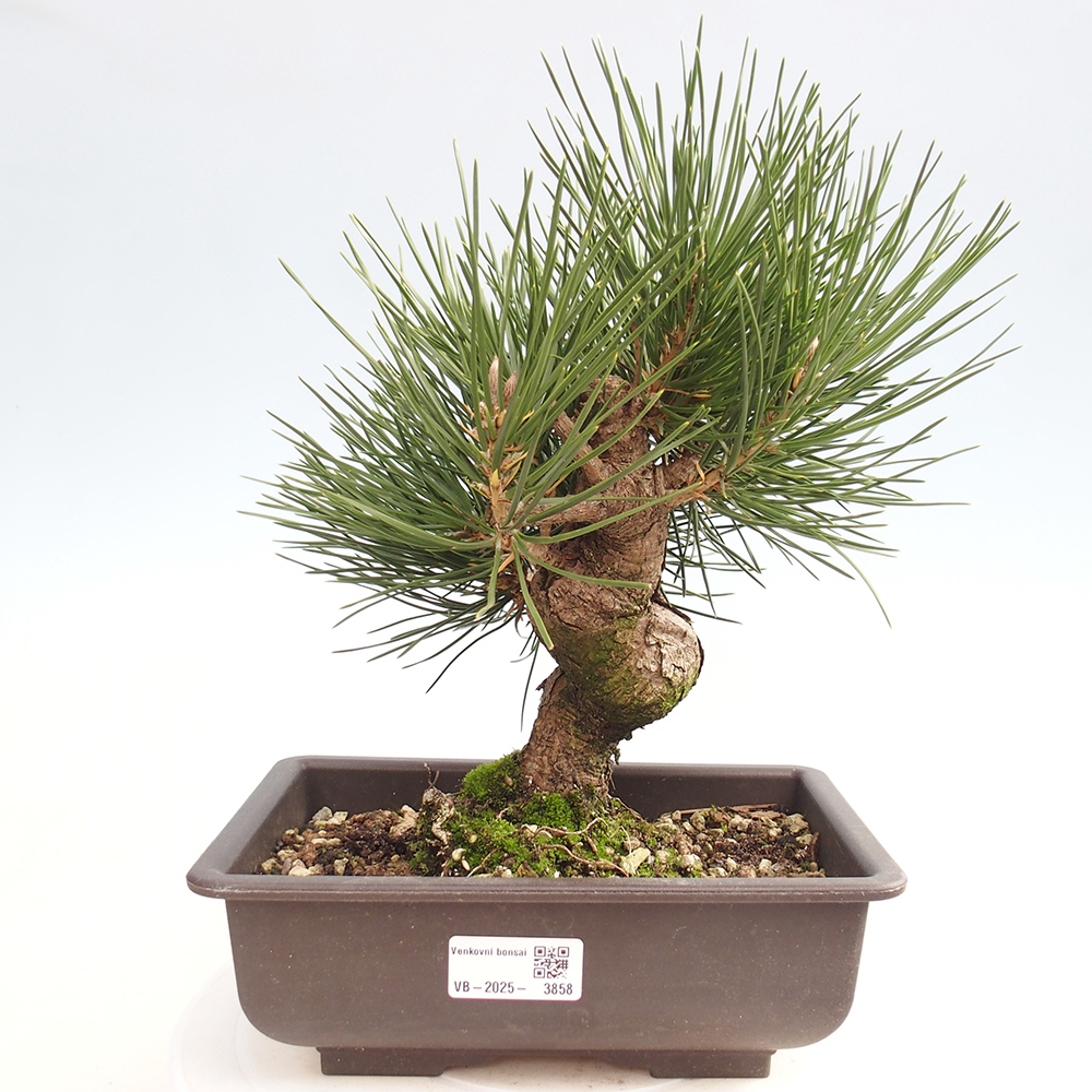 Outdoor bonsai - Pinus thunbergii - sosna Thunberga