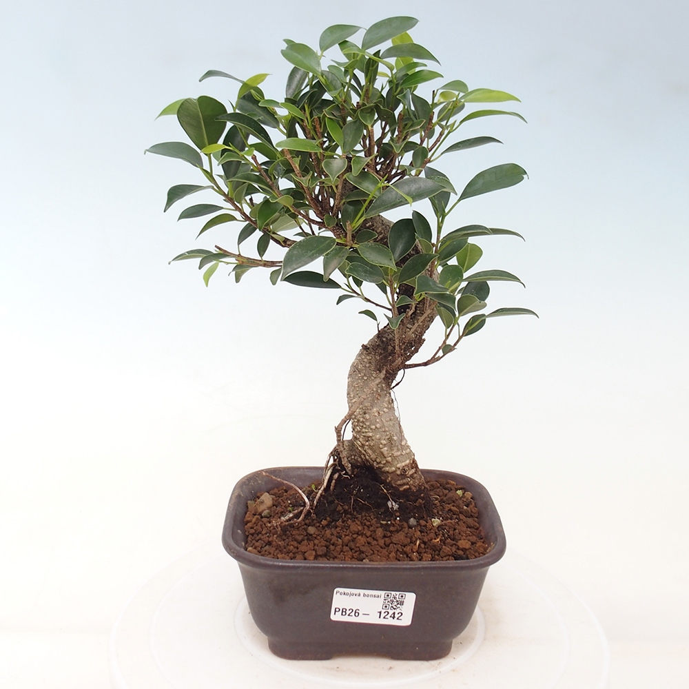 Pokój bonsai - Ficus retusa - figowiec drobnolistny
