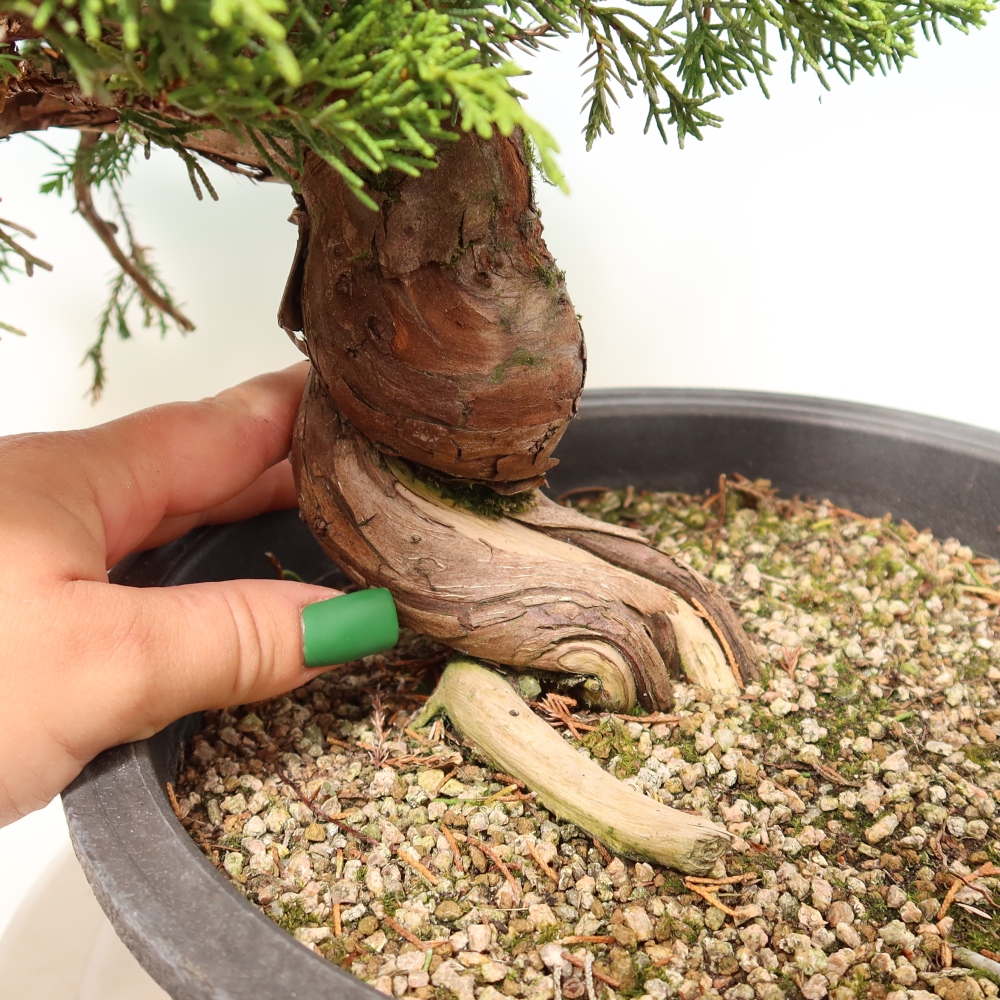 Bonsai ogrodowe – Juniperus chinensis Itoigawa – jałowiec chiński