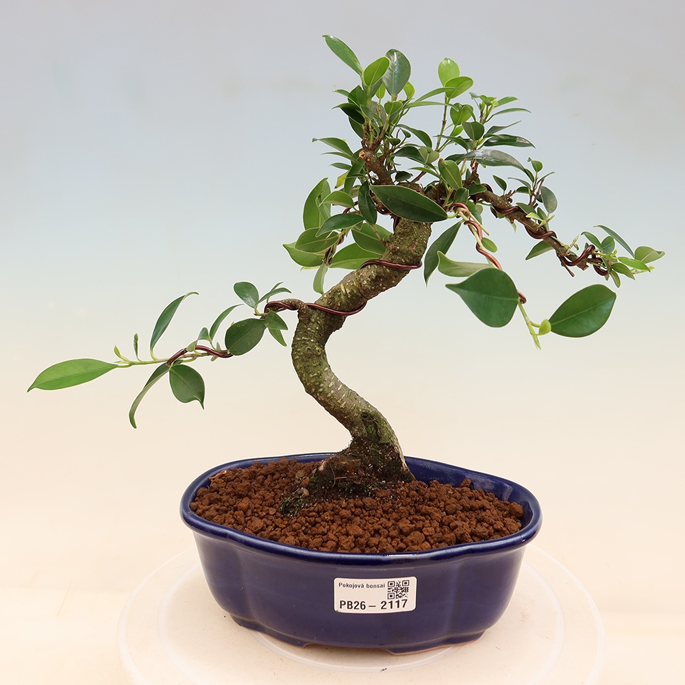 Pokój bonsai - Ficus retusa - figowiec drobnolistny