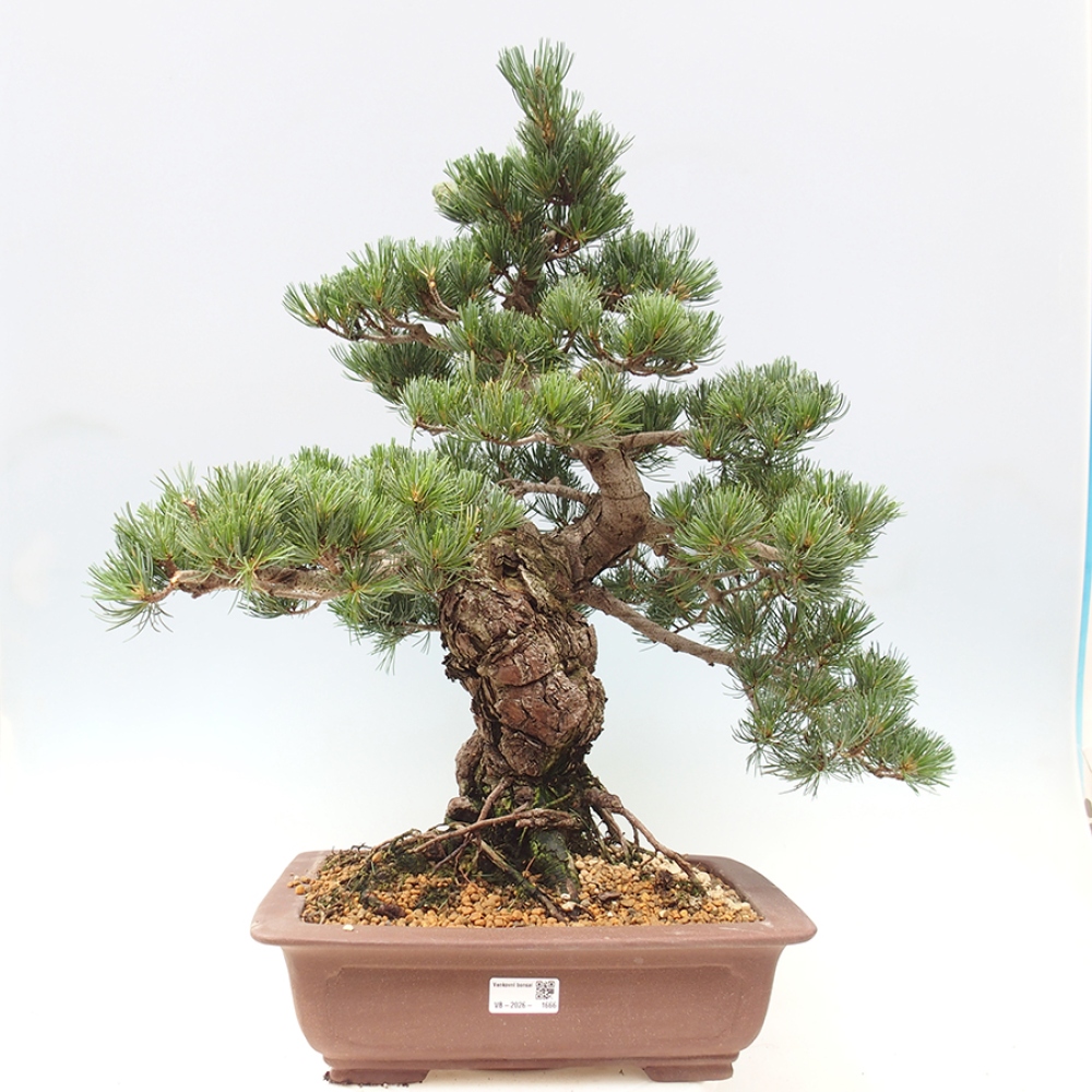 Outdoor bonsai - Pinus parviflora - Pinus parviflora