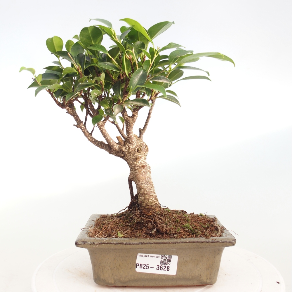 Pokój bonsai - Ficus retusa - figowiec drobnolistny